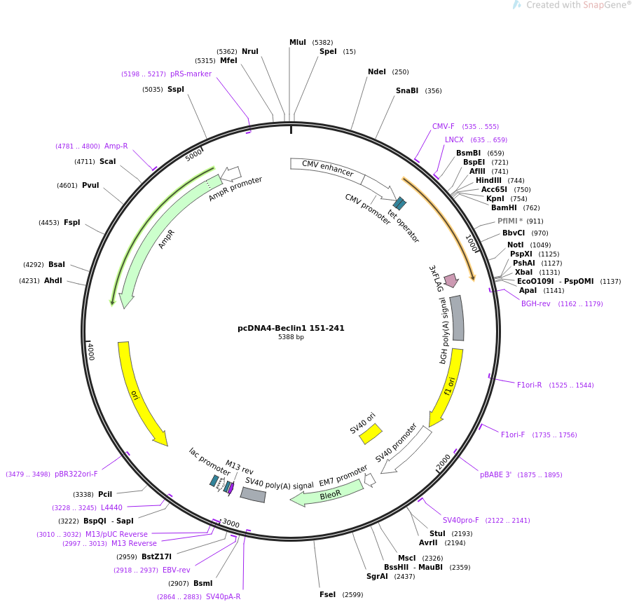 pcDNA4-Beclin1